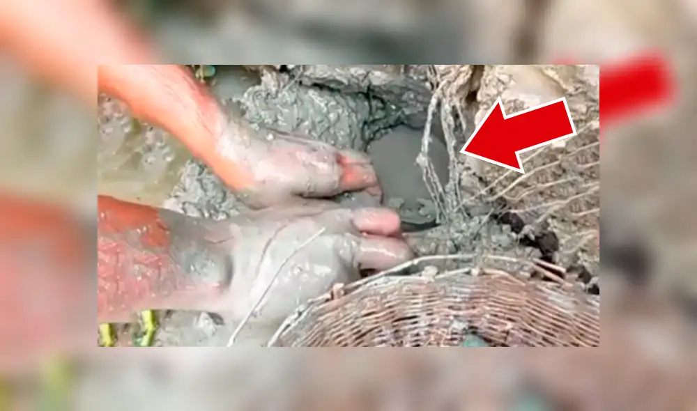 Facebook viral: descubre extraños peces tras introducir sus manos en fosa de lodo [VIDEO]