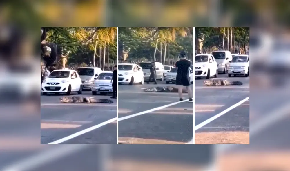 YouTube viral: captan a criatura salvaje saliendo de la selva lentamente y paraliza el tránsito  [VIDEO]