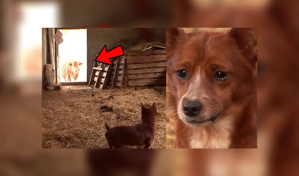 YouTube viral: perro llora de emoción al reencontrarse con vaca que lo cuidó desde bebé 