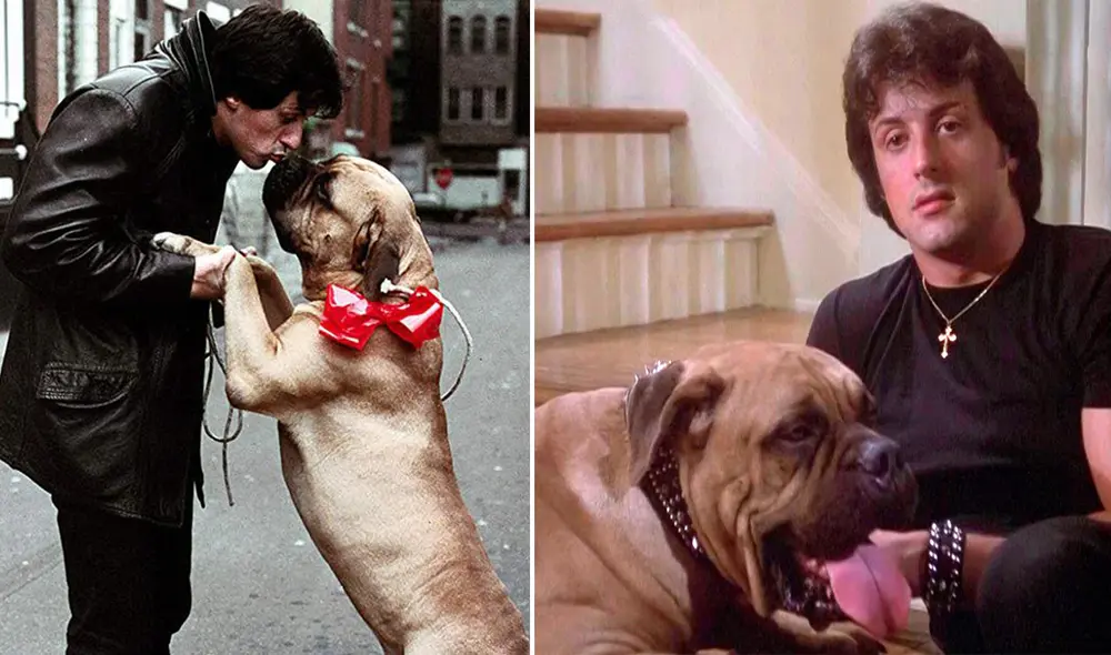 Butkus es el nombre del bull mastiff que acompañó a Stallone en dos películas de "Rocky": @officialslystallone/Instagram