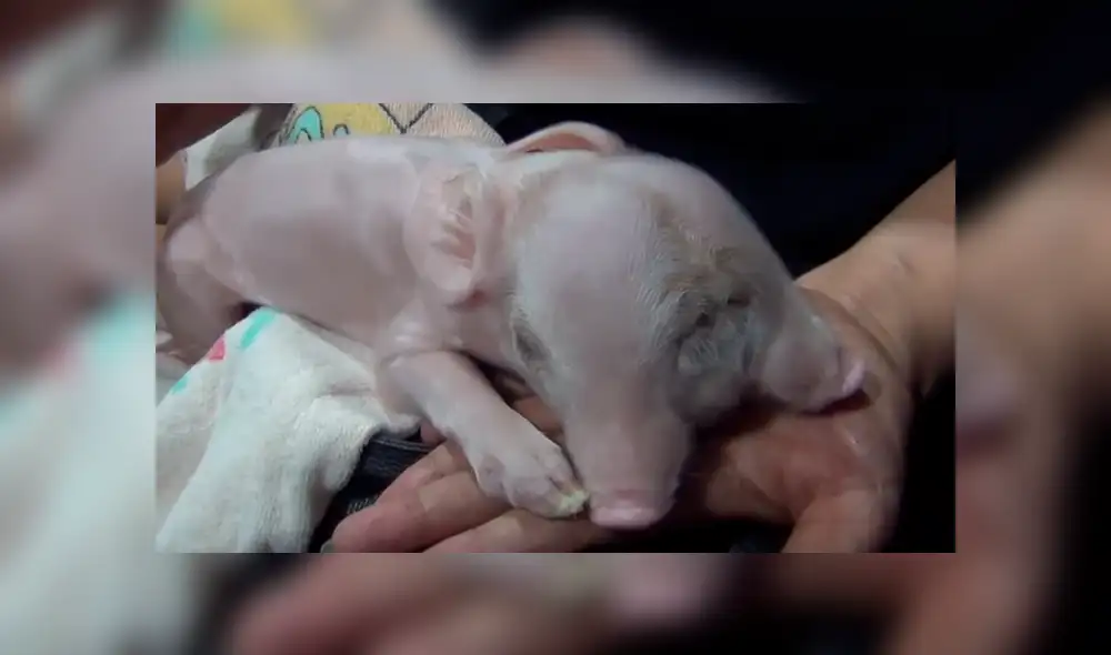 Si quieres ver cómo luce el cerco con dos cabezas que es viral en YouTube, revisa la notagalería deslizando cada imagen hacia la izquierda. Si quieres ver cómo luce el cerco con dos cabezas que es viral en YouTube, revisa la notagalería deslizando cada imagen hacia la izquierda.