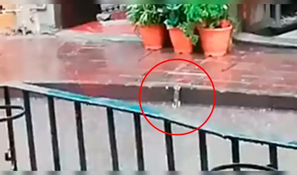 Facebook: rata luchaba por su vida, pero terminó de la peor manera [VIDEO] 
