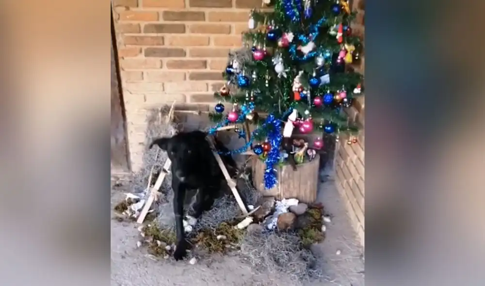 Desliza hacia la izquierda para ver más imágenes sobre esta curiosa escena. Foto: captura de TikTok