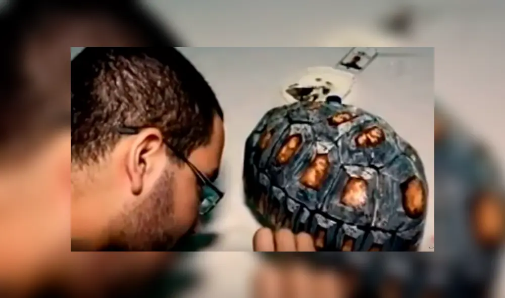 Desliza hacia la izquierda para ver el caparazón en 3D que hicieron para una tortuga. Desliza hacia la izquierda para ver el caparazón en 3D que hicieron para una tortuga.