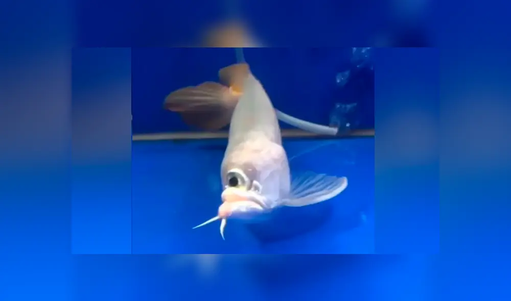 YouTube viral: atrapa extraño pez ‘cíclope’ y su aspecto deja aterrados a miles