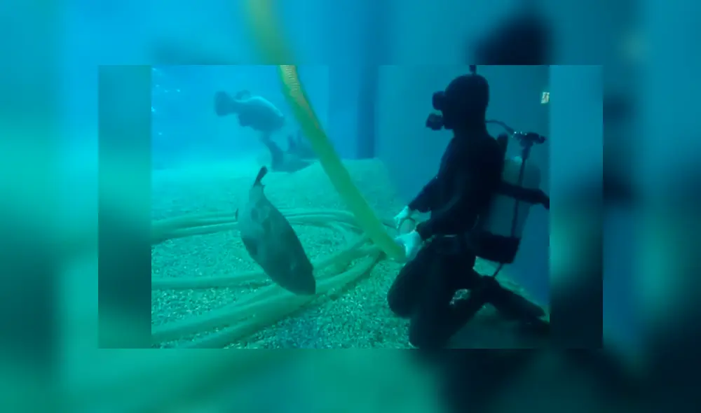 Desliza las imágenes hacia la izquierda para conocer el tierno gesto de un buzo con un pez dentro de un acuario. Foto: Captura.