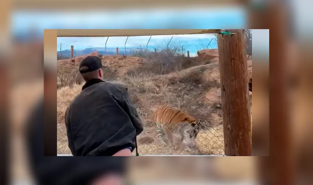 Desliza hacia la izquierda para ver la reacción de los tigres en el video viral de YouTube. Desliza hacia la izquierda para ver la reacción de los tigres en el video viral de YouTube.