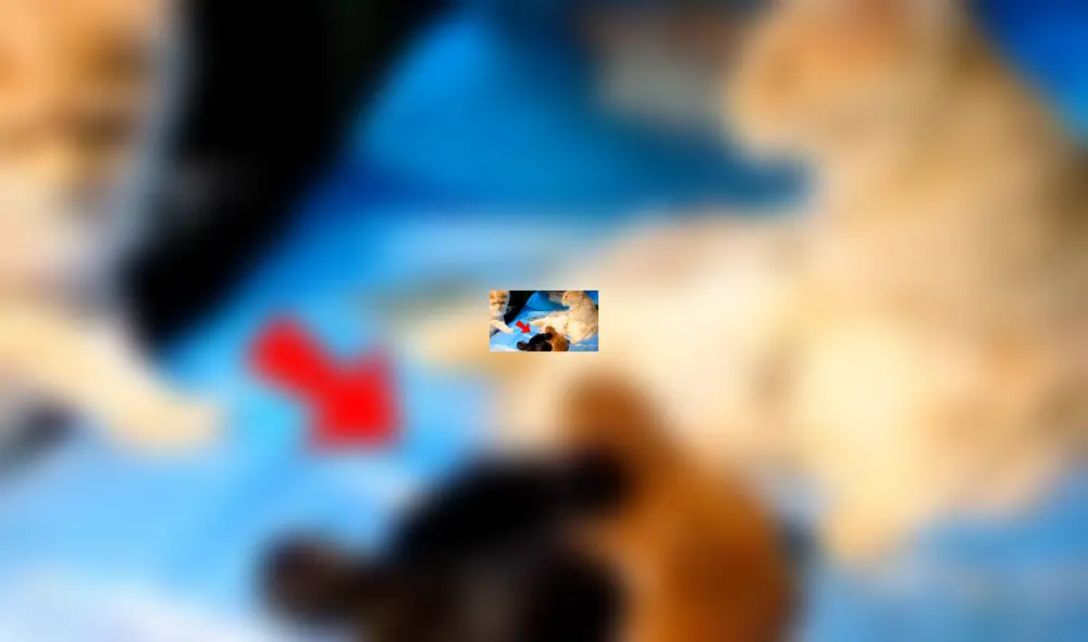 Facebook: Gata infiel es descubierta por su pareja y ocurre lo impensado 