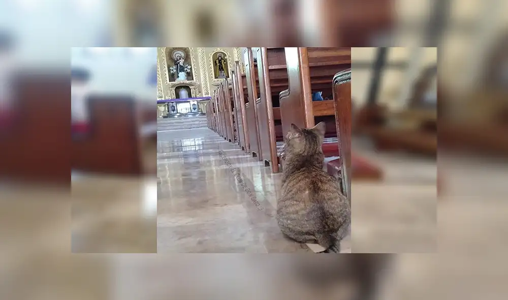 Facebook viral: gato se escapó de casa y su dueño lo encontró en el lugar menos pensado [FOTOS]