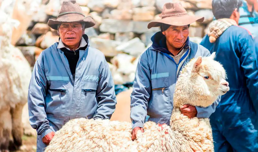 El Perú cuenta con tres millones 685,516 cabezas de alpaca; según el último Censo Agropecuario del 2012. Foto: Inca Tops