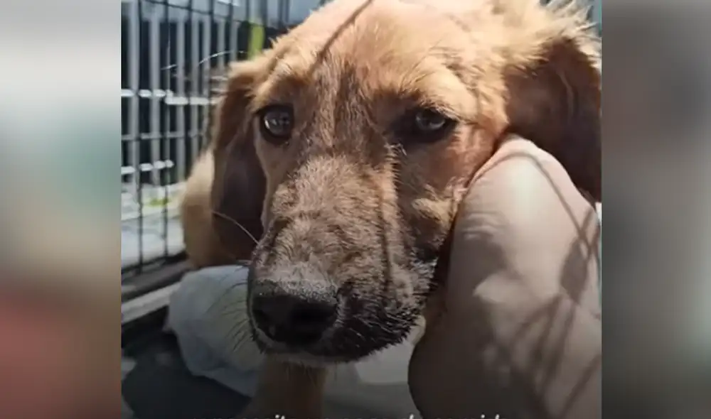 Desliza hacia la izquierda para ver las imágenes del video viral. Foto: capturar de YouTube.