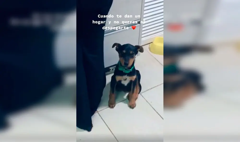 Desliza las imágenes para apreciar la conmovedora acción de un perro al no querer separarse de su dueña. Foto: Captura de Facebook