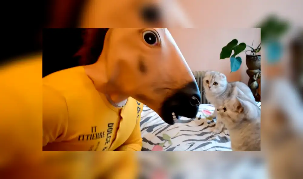 YouTube viral: le juega broma pesada a sus gatos y ellos reaccionan de la forma menos pensada [VIDEO]