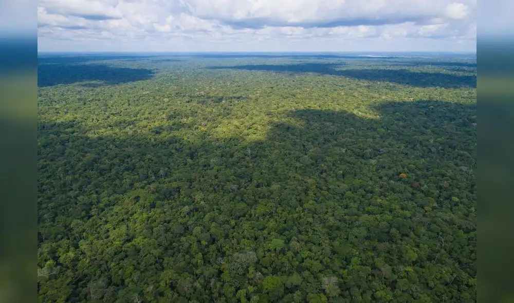 Lanzan Geoserfor, plataforma que brinda información sobre gestión forestal Lanzan Geoserfor, plataforma que brinda información sobre gestión forestal