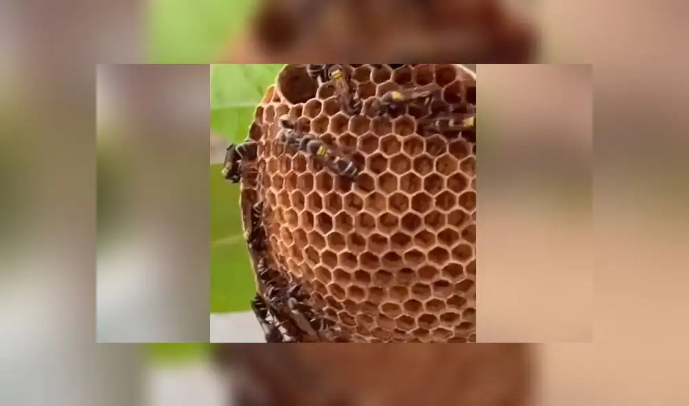 Desliza las imágenes para ver todo el proceso que realizan un grupo de avispas para hacer su panal. Foto: AbiAbi/TikTok Desliza las imágenes para ver todo el proceso que realizan un grupo de avispas para hacer su panal. Foto: AbiAbi/TikTok