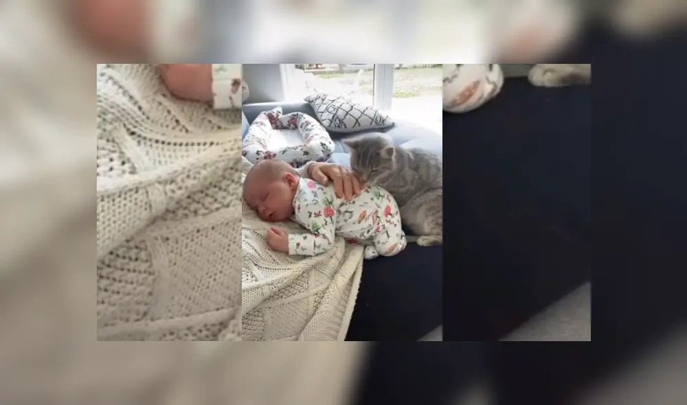 Video es viral en TikTok. La mujer grabó la emotiva conducta que tenía el felino con su bebé, incluso, antes de dar a luz. Fotocaptura: YouTube Video es viral en TikTok. La mujer grabó la emotiva conducta que tenía el felino con su bebé, incluso, antes de dar a luz. Fotocaptura: YouTube