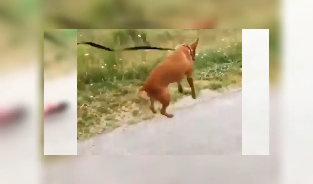 En Facebook, un perro salió a dar su primera caminata con su nueva familia y saltó de alegría por la calle.