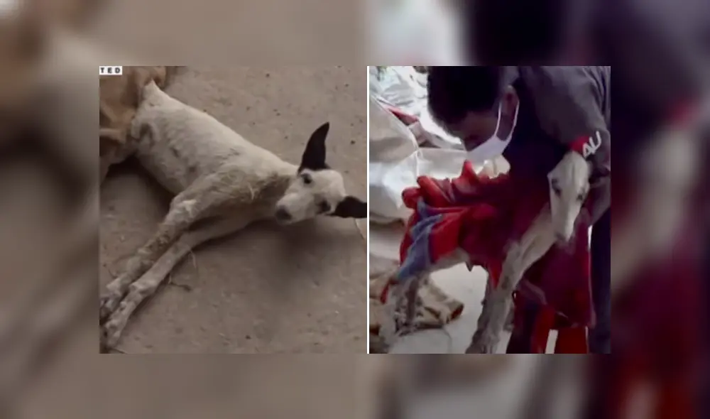 Desliza hacia la izquierda para ver las conmovedoras escenas del viral de Facebook. Foto: Upsocl.