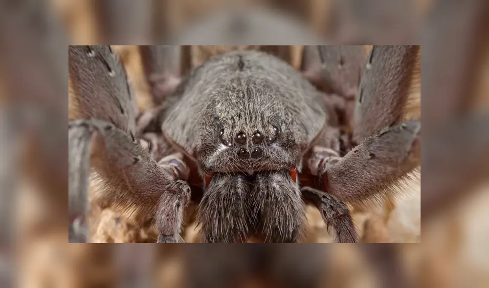 Terrorífico momento se dio mientras la familia miraba la película 'Harry Potter y la cámara secreta'. Foto: referencial. Terrorífico momento se dio mientras la familia miraba la película 'Harry Potter y la cámara secreta'. Foto: referencial.