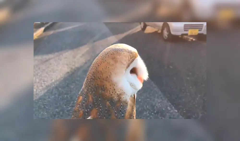 En Facebook, una lechuza fue captada dando un singular paseo en bicicleta y un detalle llamó la atención. En Facebook, una lechuza fue captada dando un singular paseo en bicicleta y un detalle llamó la atención.