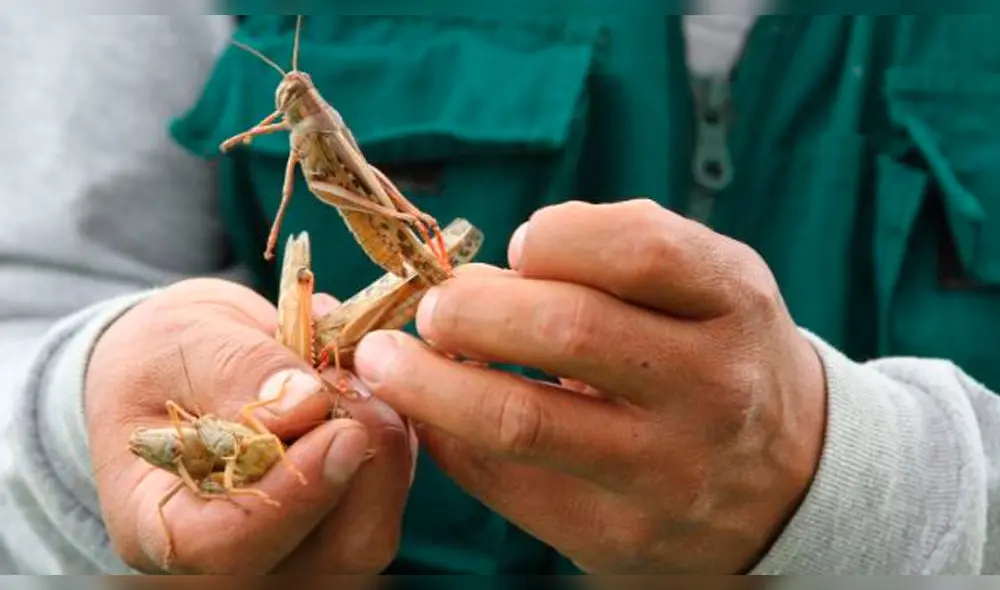plaga de langostas