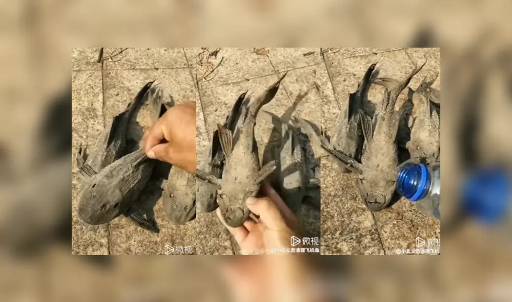 Desliza para ver los detalles del video viral publicado en Facebook. Foto: Captura.