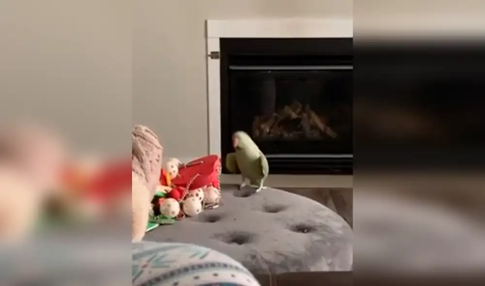 Desliza las imágenes para ver al tierno loro asombrando por su espectacular baile. Foto: captura de YouTube Desliza las imágenes para ver al tierno loro asombrando por su espectacular baile. Foto: captura de YouTube