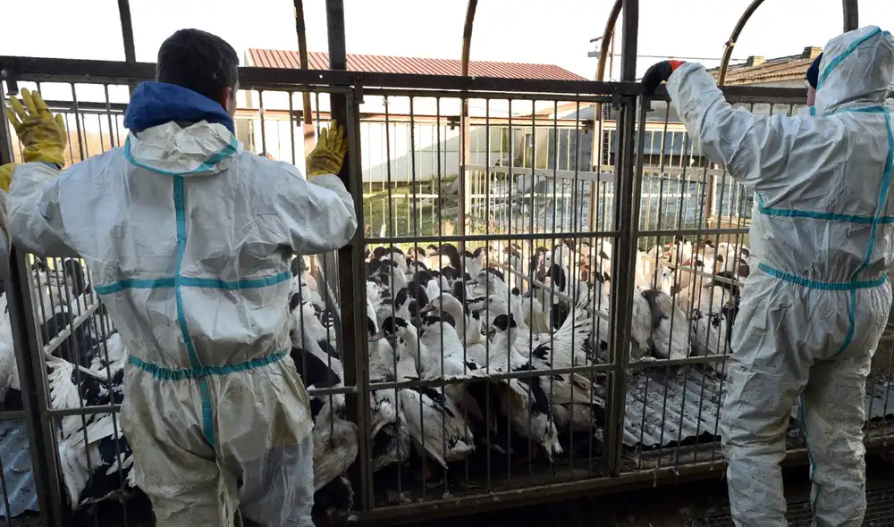 En Bélgica intentan evitar que los cisnes de Brujas entren en contacto con las aves silvestres. Foto: AFP