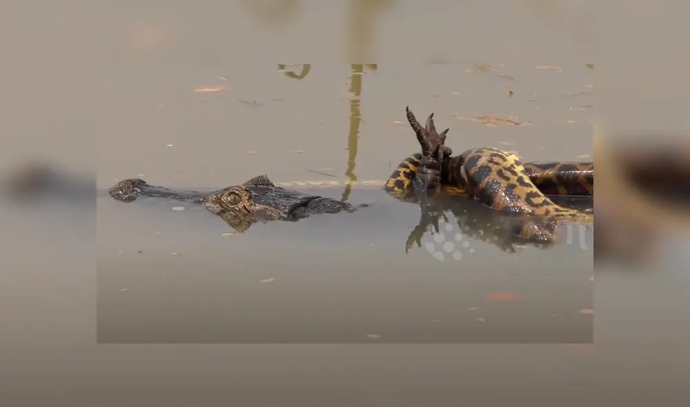 YouTube viral: turista graba brutal pelea entre enorme cocodrilo y anaconda YouTube viral: turista graba brutal pelea entre enorme cocodrilo y anaconda