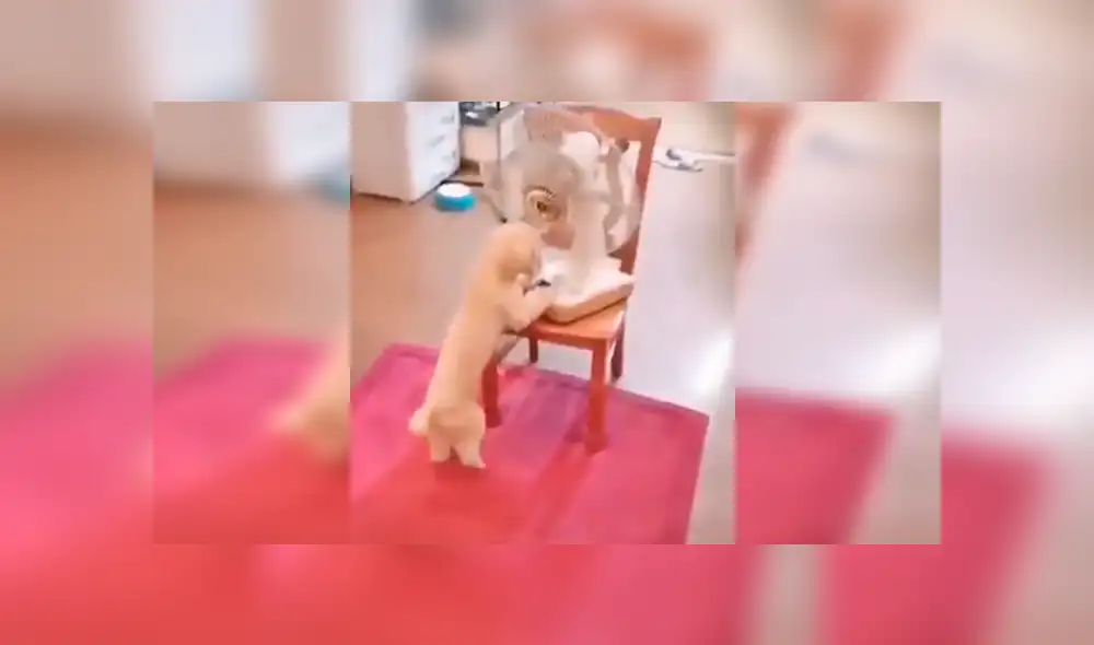 En Facebook, una chica se enteró que su perro había aprendido a encender el ventilador de su casa durante su ausencia. En Facebook, una chica se enteró que su perro había aprendido a encender el ventilador de su casa durante su ausencia.