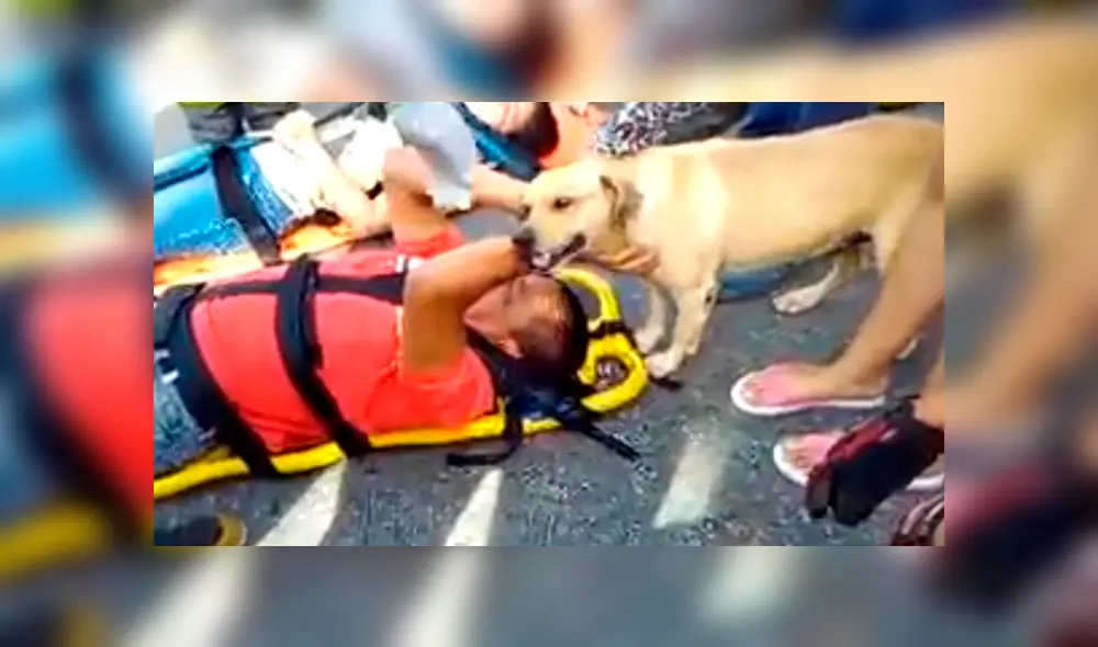 En YouTube, un perro demostró su lealtad al no querer desamparado su dueño, quien fue víctima de un accidente. En YouTube, un perro demostró su lealtad al no querer desamparado su dueño, quien fue víctima de un accidente.