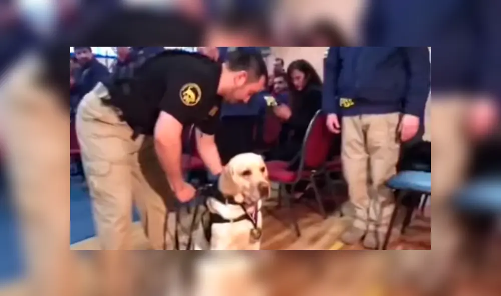 En YouTube, un grupo de policías realizó una conmovedora despedida a un perro que trabajo durante seis años. En YouTube, un grupo de policías realizó una conmovedora despedida a un perro que trabajo durante seis años.