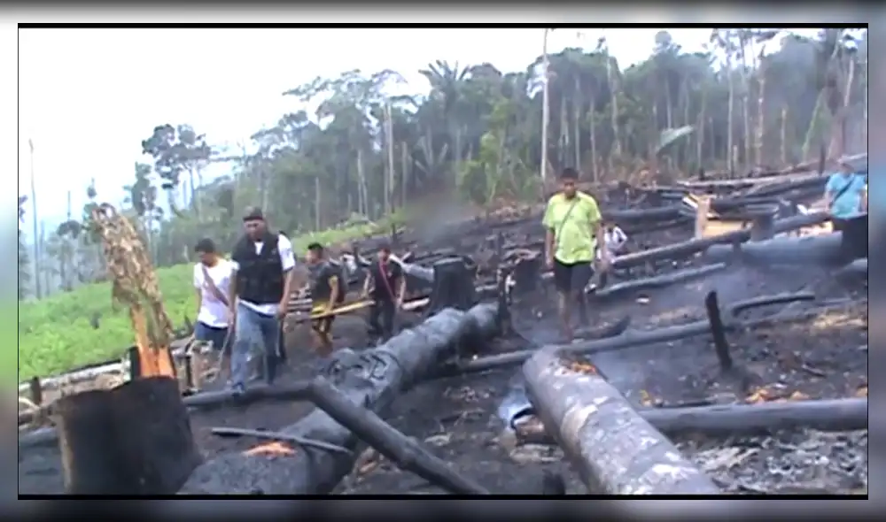 Junín: cultivos ilícitos de coca arrasan hectáreas de bosques de comunidad Asháninka [Video]