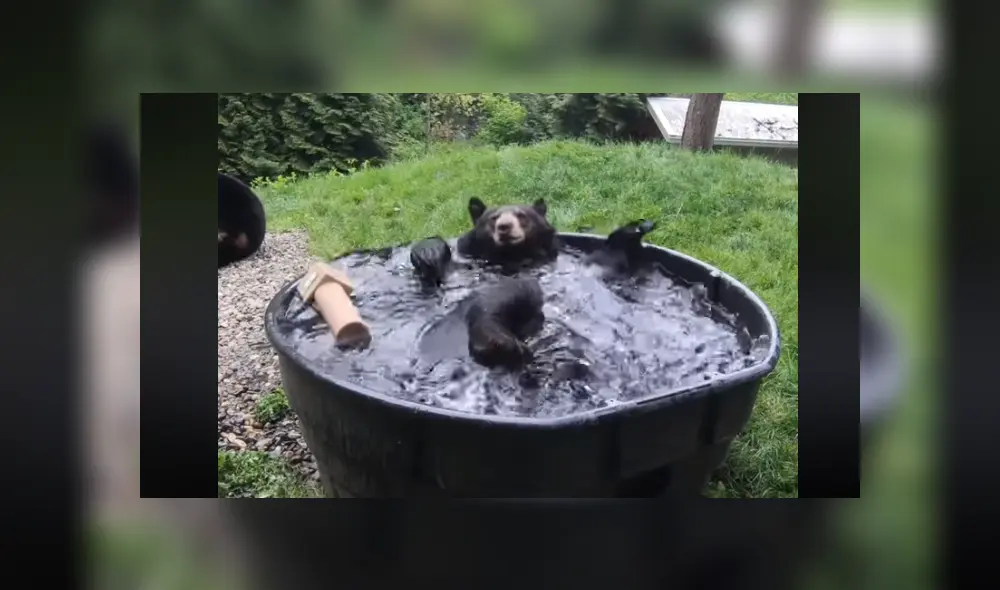 A través de Facebook se ha vuelto viral un tierno momento protagonizado por un enorme oso.