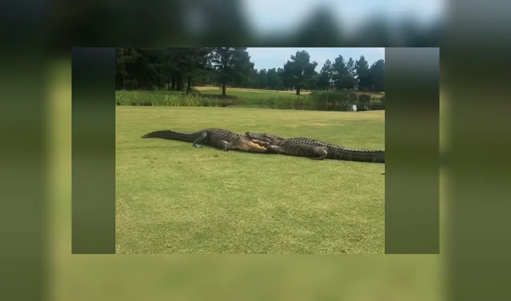 Desliza la imagen compartida en Facebook para ver todas las fotos.