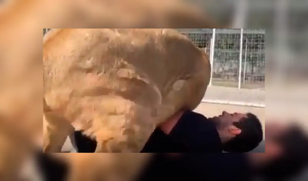 Facebook viral: visitante de zoológico arroja piedra a leona y ella reacciona así [VIDEO]