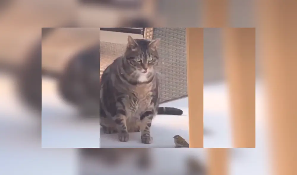 Desliza las imágenes hacia la izquierda para observar el incidente que protagonizó un gato junto a una pequeña ave. Desliza las imágenes hacia la izquierda para observar el incidente que protagonizó un gato junto a una pequeña ave.