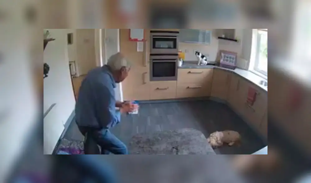 Desliza las imágenes para ver la divertida escena que descubrió una mujer entre su padre y sus mascotas. Foto: RM Videos