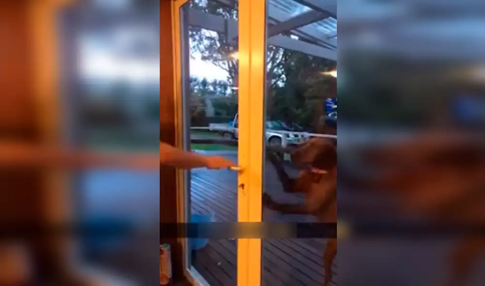 YouTube - animales YouTube - animales