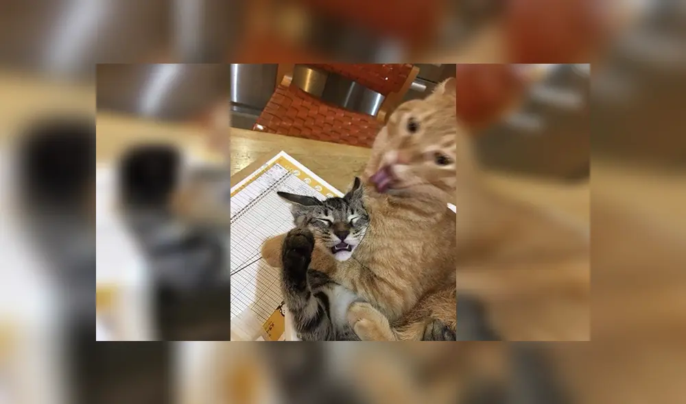 En Facebook, un joven quiso capturar tiernos momentos de sus mascotas sin imaginar el resultado. En Facebook, un joven quiso capturar tiernos momentos de sus mascotas sin imaginar el resultado.