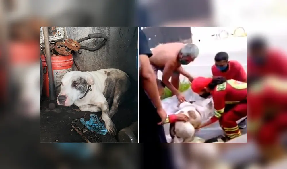 Las autoridades están investigando la identidad del autor de semejante atrocidad, aunque por el momento no tienen pistas. Foto: Captura