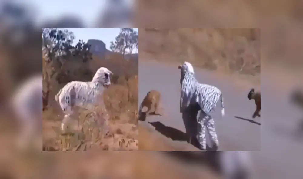 Facebook viral: jóvenes se disfrazan de cebra para entrar a recinto de leones y ocurre algo increíble Facebook viral: jóvenes se disfrazan de cebra para entrar a recinto de leones y ocurre algo increíble