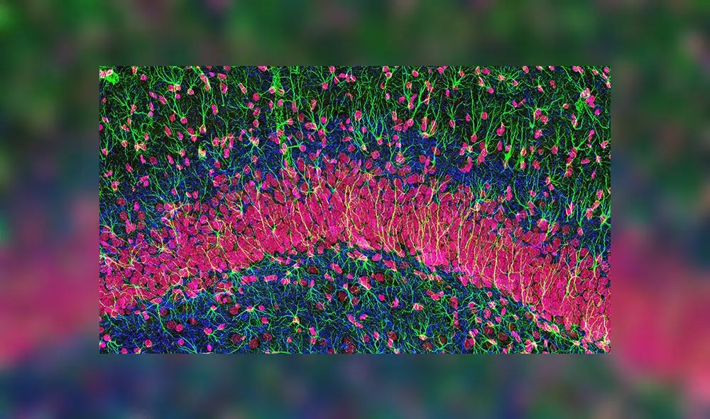 El cerebro sí produce miles de neuronas nuevas incluso después de los 80 años El cerebro sí produce miles de neuronas nuevas incluso después de los 80 años