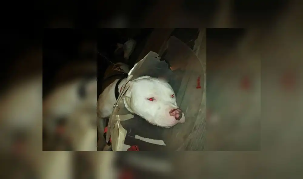 Familia que encontró a mascota y la operó ahora exige reembolso de los gastos a su dueña [VIDEO]