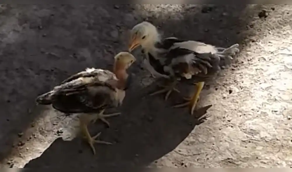 YouTube: Pollitos tienen épica pelea por el amor de una gallina y desenlace asombra a todos YouTube: Pollitos tienen épica pelea por el amor de una gallina y desenlace asombra a todos