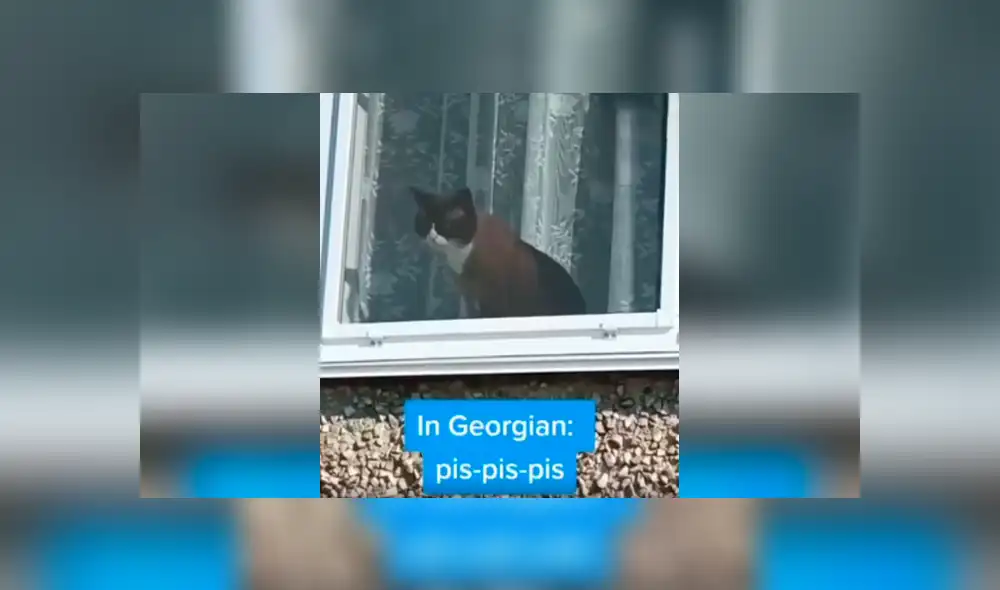 Desliza las imágenes para conocer la reacción de un gato cuando un joven le habla en varios idiomas. Foto: Captura.