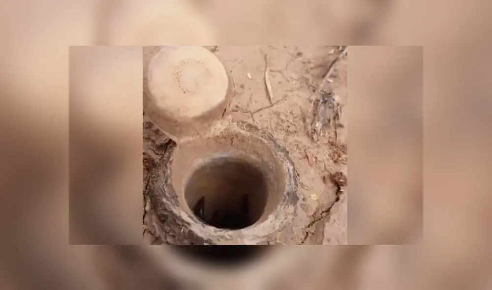 El video viral de Facebook muestra el momento en que una letal criatura sale de su escondite.