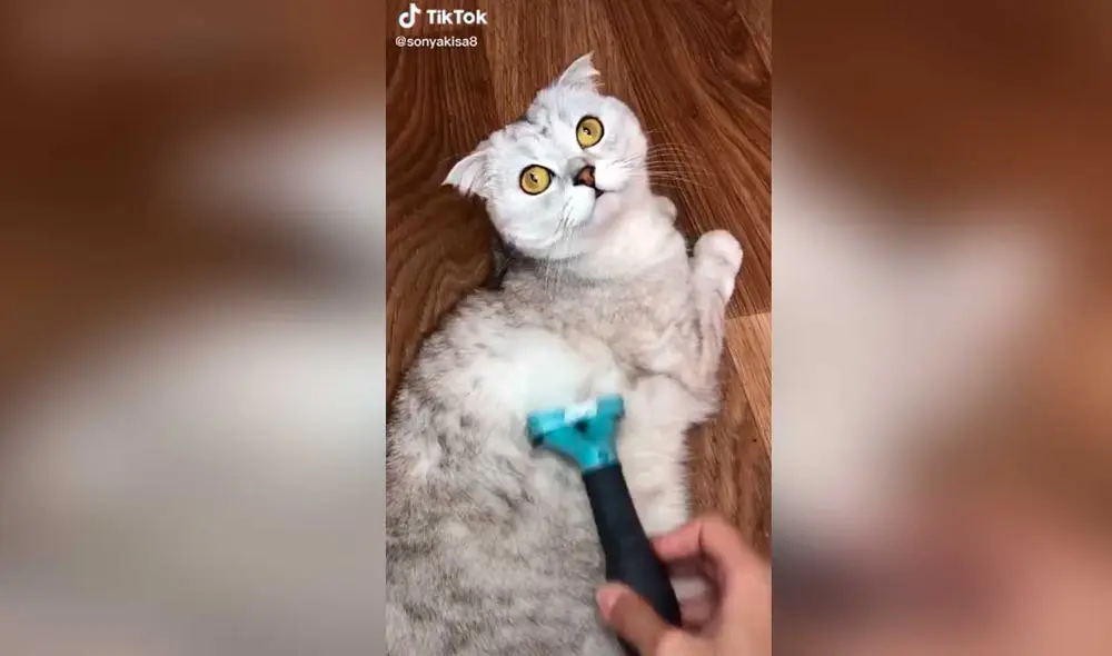 Desliza las imágenes para ver la curiosa escena que protagonizó esta divertida gatita con su dueño. Foto: Captura de TikTok/ Cat Sonya