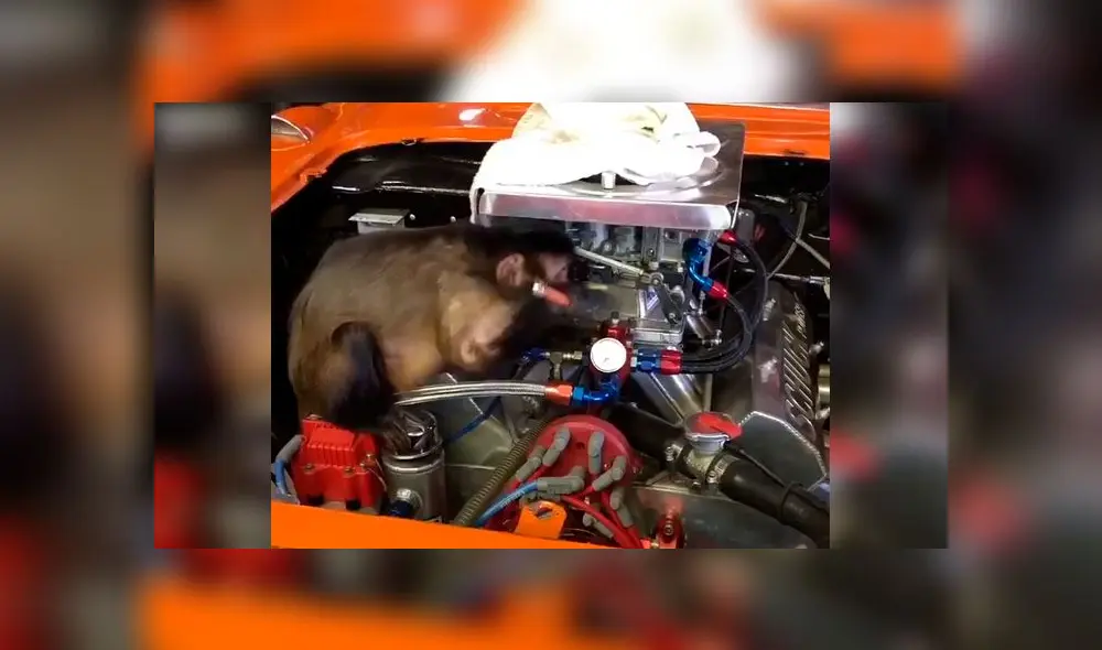 Graban a mono ‘reparando’ un auto y miles se derriten de ternura [VIDEO]