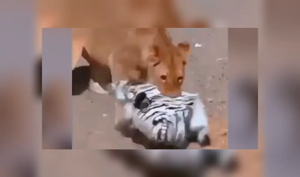 Facebook viral: jóvenes se disfrazan de cebra para entrar a recinto de leones y ocurre algo increíble Facebook viral: jóvenes se disfrazan de cebra para entrar a recinto de leones y ocurre algo increíble